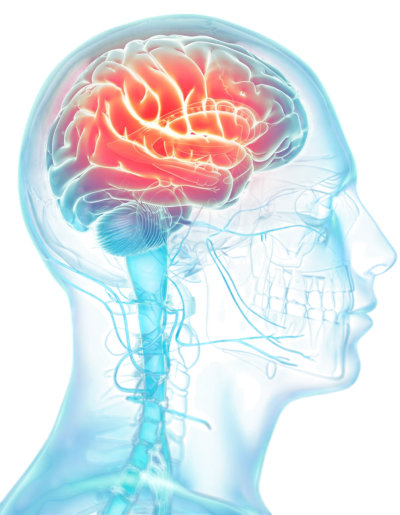 Illustration of the brain within the head